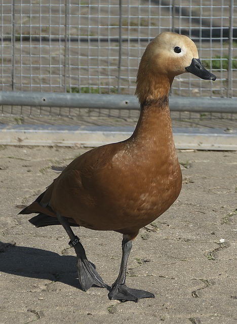 加斯佩里